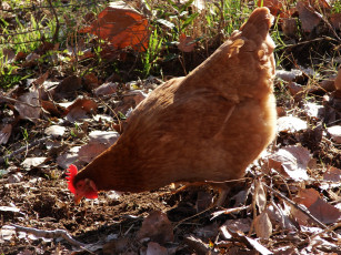 Картинка животные куры петухи курица