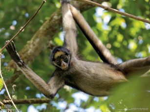 Картинка животные обезьяны ветки обезяны