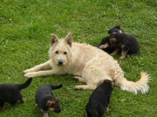 Картинка животные собаки