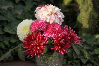 Картинка цветы георгины бутон