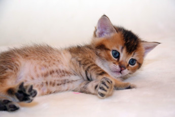 Картинка животные коты котик