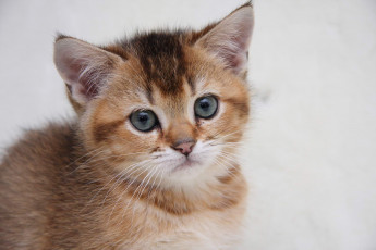 Картинка животные коты котик