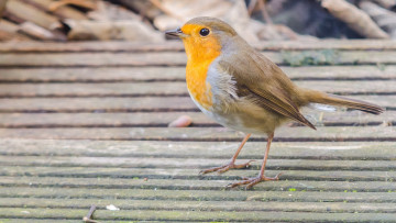 Картинка животные зарянки малиновки птичка