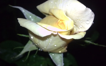 Картинка цветы розы белый