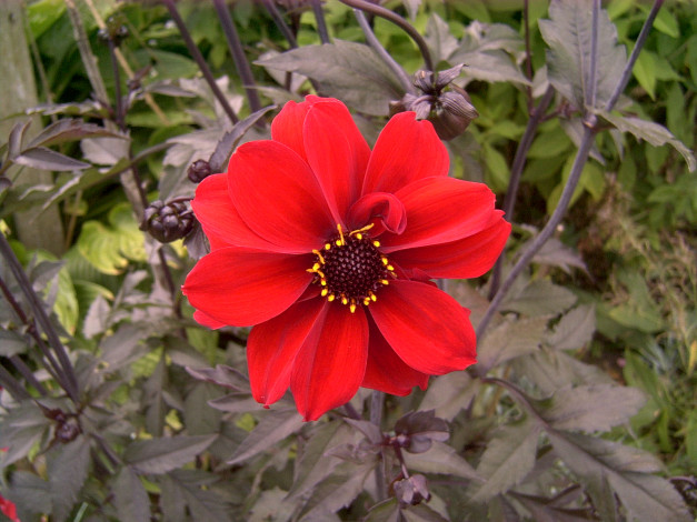 Обои картинки фото цветы, георгины, лепестки