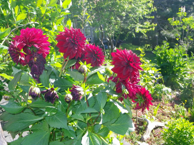 Обои картинки фото цветы, георгины, лепестки