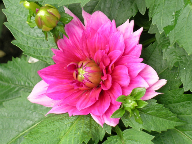 Обои картинки фото цветы, георгины, лепестки