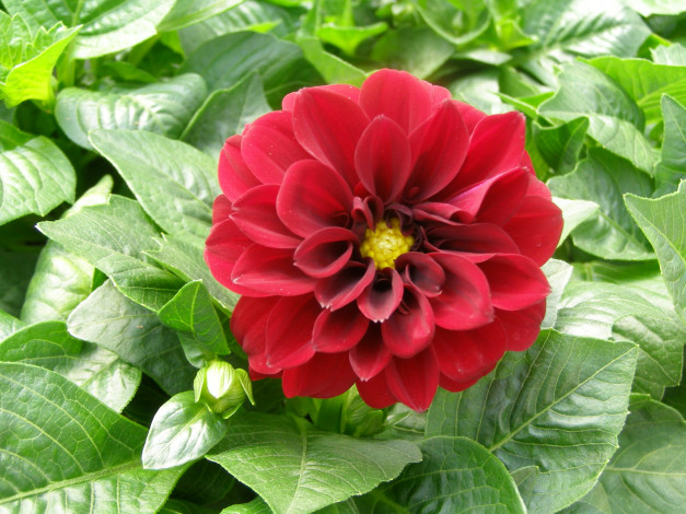 Обои картинки фото цветы, георгины, лепестки