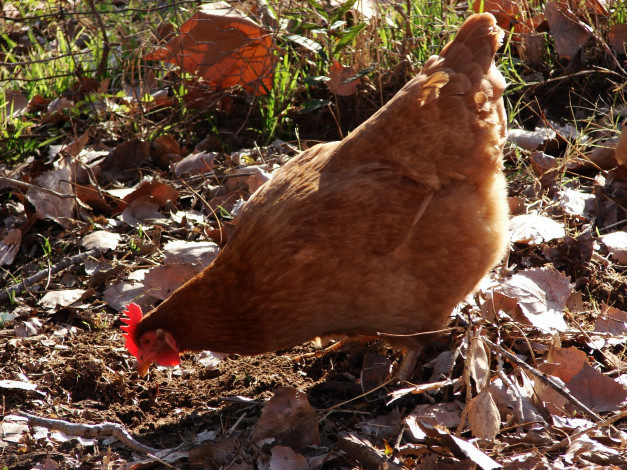 Обои картинки фото животные, куры, петухи, курица