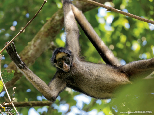 Обои картинки фото животные, обезьяны, ветки, обезяны