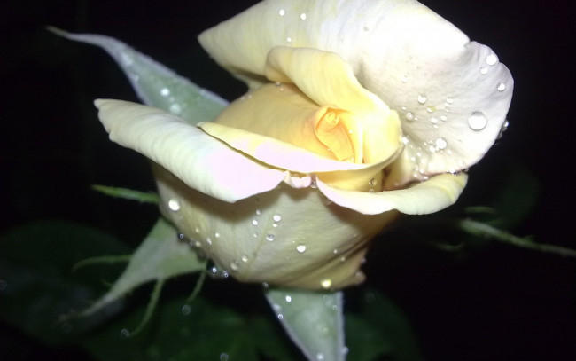 Обои картинки фото цветы, розы, белый