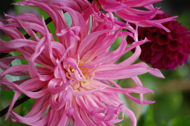 Обои картинки фото цветы, георгины, лепестки