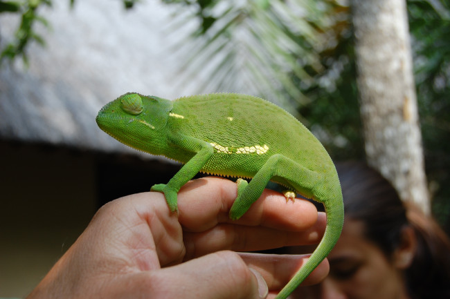 Обои картинки фото ручной, хамелеон, животные, хамелеоны, зеленый, рука