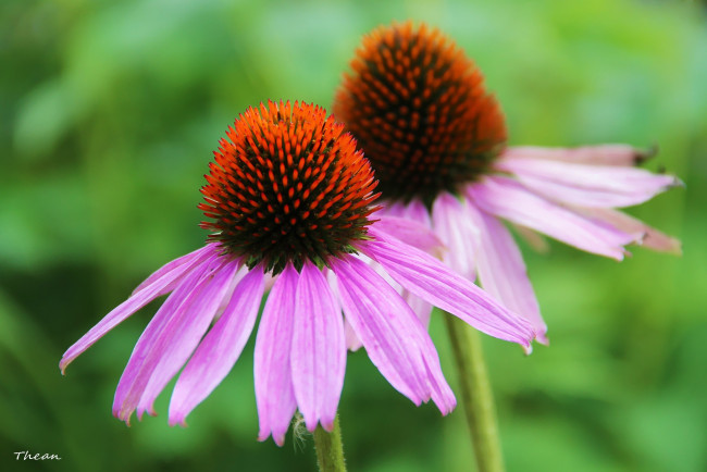 Обои картинки фото цветы, эхинацея, макро, розовый, лепестки