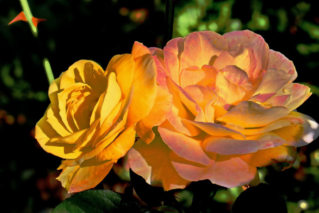 Обои картинки фото цветы, розы