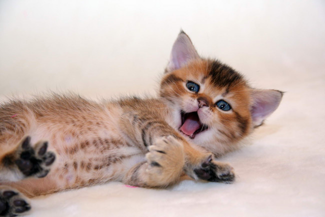 Обои картинки фото животные, коты, котик