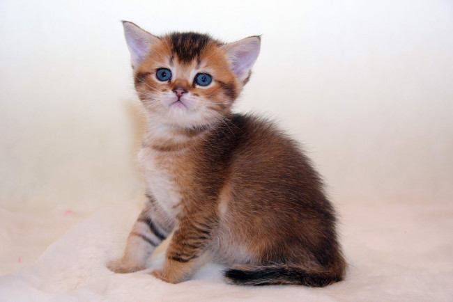 Обои картинки фото животные, коты, котик