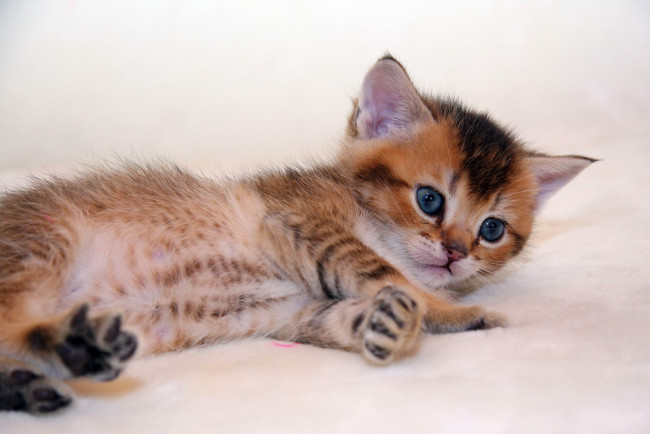 Обои картинки фото животные, коты, котик