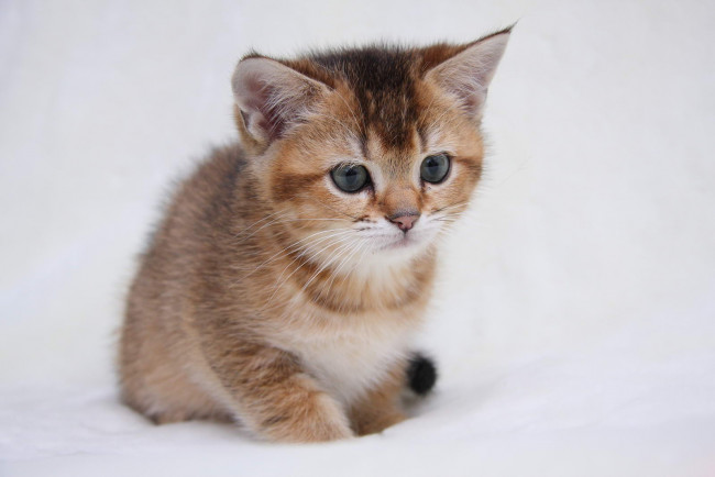 Обои картинки фото животные, коты, котик