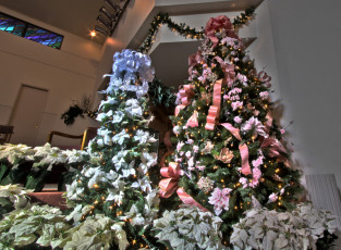 Картинка праздничные Ёлки ёлки цветы пуансеттия