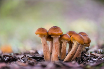 Картинка природа грибы опята