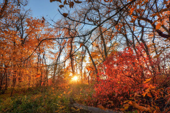 Картинка природа восходы закаты свет лес