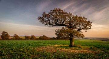 Картинка природа деревья мостик река лес