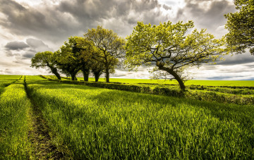 Картинка природа поля колея поле деревья