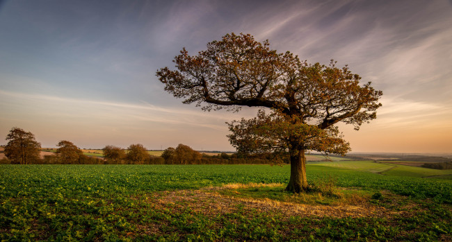Обои картинки фото природа, деревья, мостик, река, лес