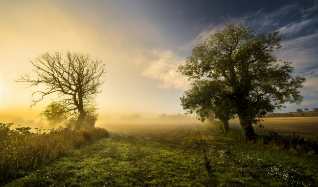 Обои картинки фото природа, восходы, закаты, рассвет, деревья, поле