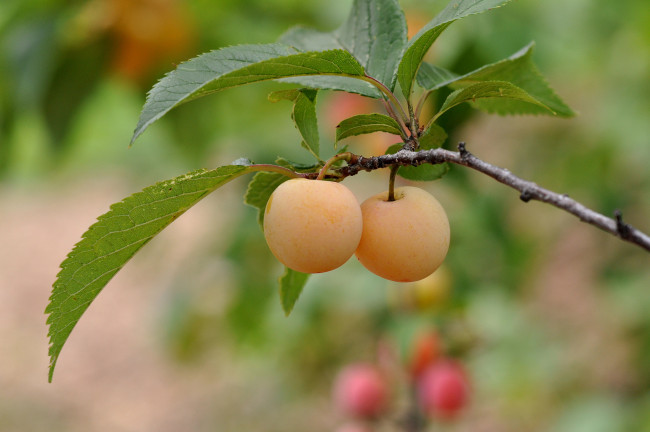 Обои картинки фото природа, плоды, абрикосы