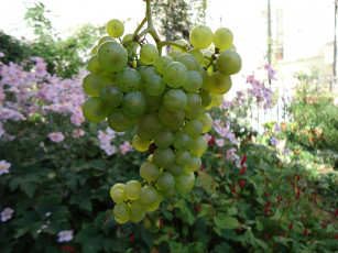 Картинка природа Ягоды +виноград лоза