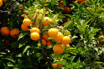 Картинка природа плоды фрукты