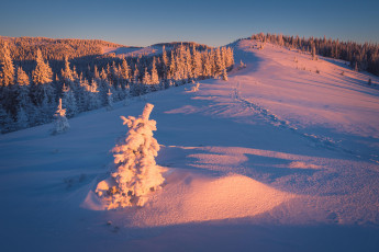 Картинка природа зима снег деревья