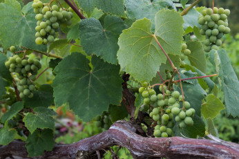 Картинка природа Ягоды +виноград лоза