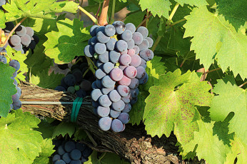 Картинка природа Ягоды +виноград лоза