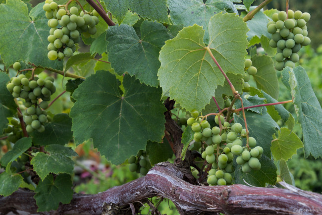 Обои картинки фото природа, Ягоды,  виноград, лоза