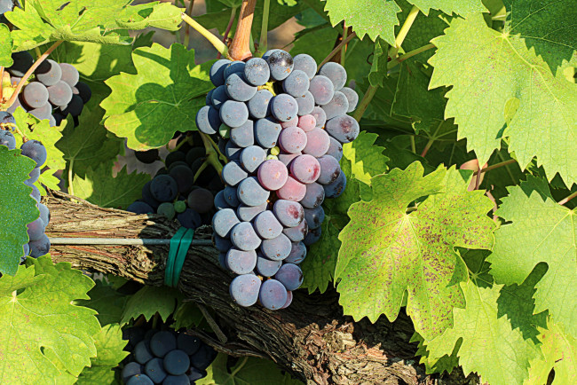 Обои картинки фото природа, Ягоды,  виноград, лоза