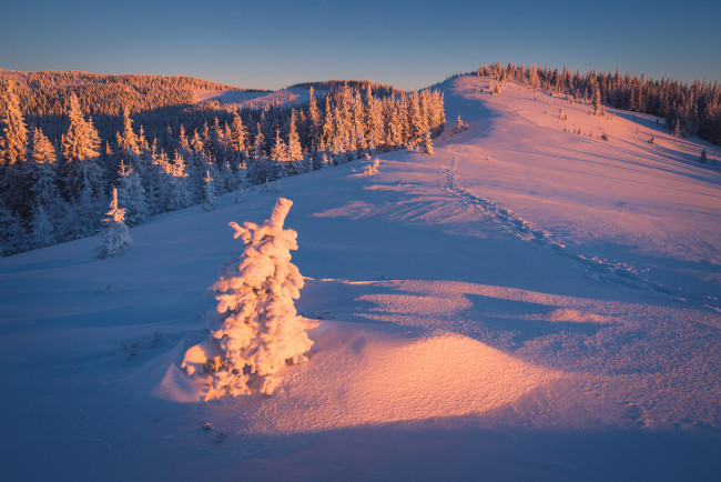 Обои картинки фото природа, зима, снег, деревья