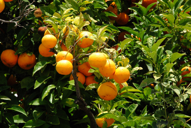 Обои картинки фото природа, плоды, фрукты