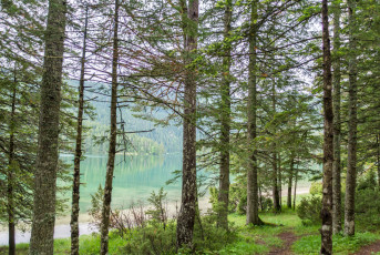 Картинка природа лес простор