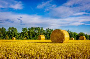 Картинка природа поля простор