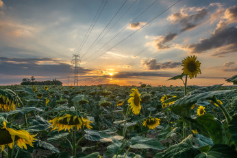 Картинка природа поля простор