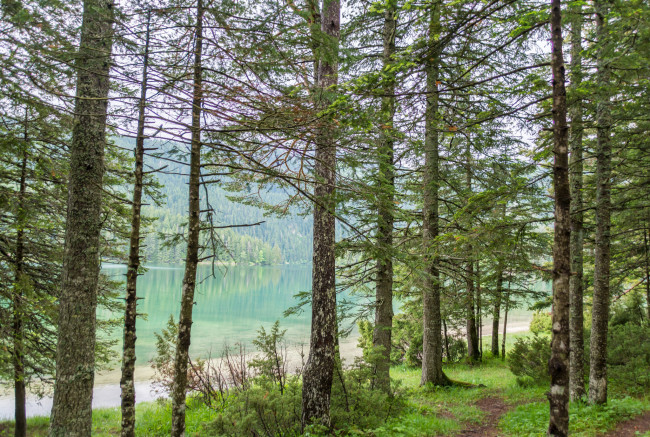 Обои картинки фото природа, лес, простор