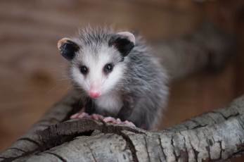 Картинка opossum животные опоссумы опоссум опоссумовые зверёк мех хвостик мордочка млекопитающие