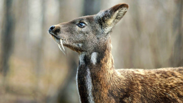 обоя кабарга, животные, - другое, musk, deer, кабарги, кабарговые, китопарнокопытные, млекопитающие, клыки