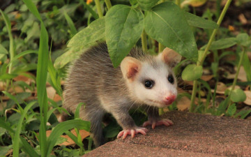 Картинка opossum животные опоссумы опоссум опоссумовые зверёк мех хвостик мордочка млекопитающие