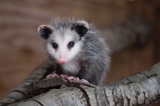 Обои картинки фото opossum, животные, опоссумы, опоссум, опоссумовые, зверёк, мех, хвостик, мордочка, млекопитающие