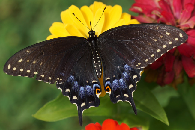 Обои картинки фото papilio machaon, животные, бабочки,  мотыльки,  моли, papilio, machaon, махаон, чешуекрылые, парусники, хвостоносцы, бабочка, чёрный