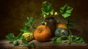 Картинка еда тыква листья